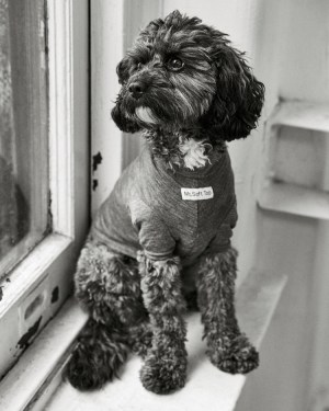 mrs+sizzle+noe+dewitt (1)