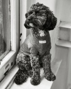 mrs+sizzle+noe+dewitt (1)