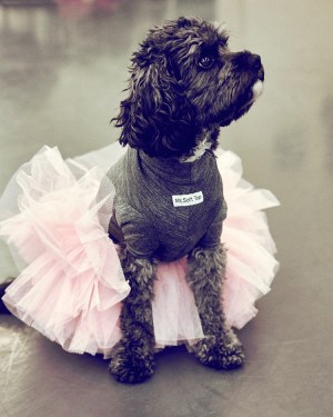 mrs+sizzle+noe+dewitt