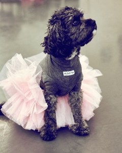 mrs+sizzle+noe+dewitt